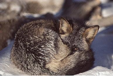 虚幻引擎5.6现已发布 游戏画面和运行速度更出色