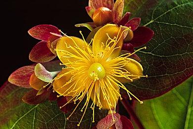 宫崎骏新作《你想活出怎样的人生》新海报公开 明年7月上映